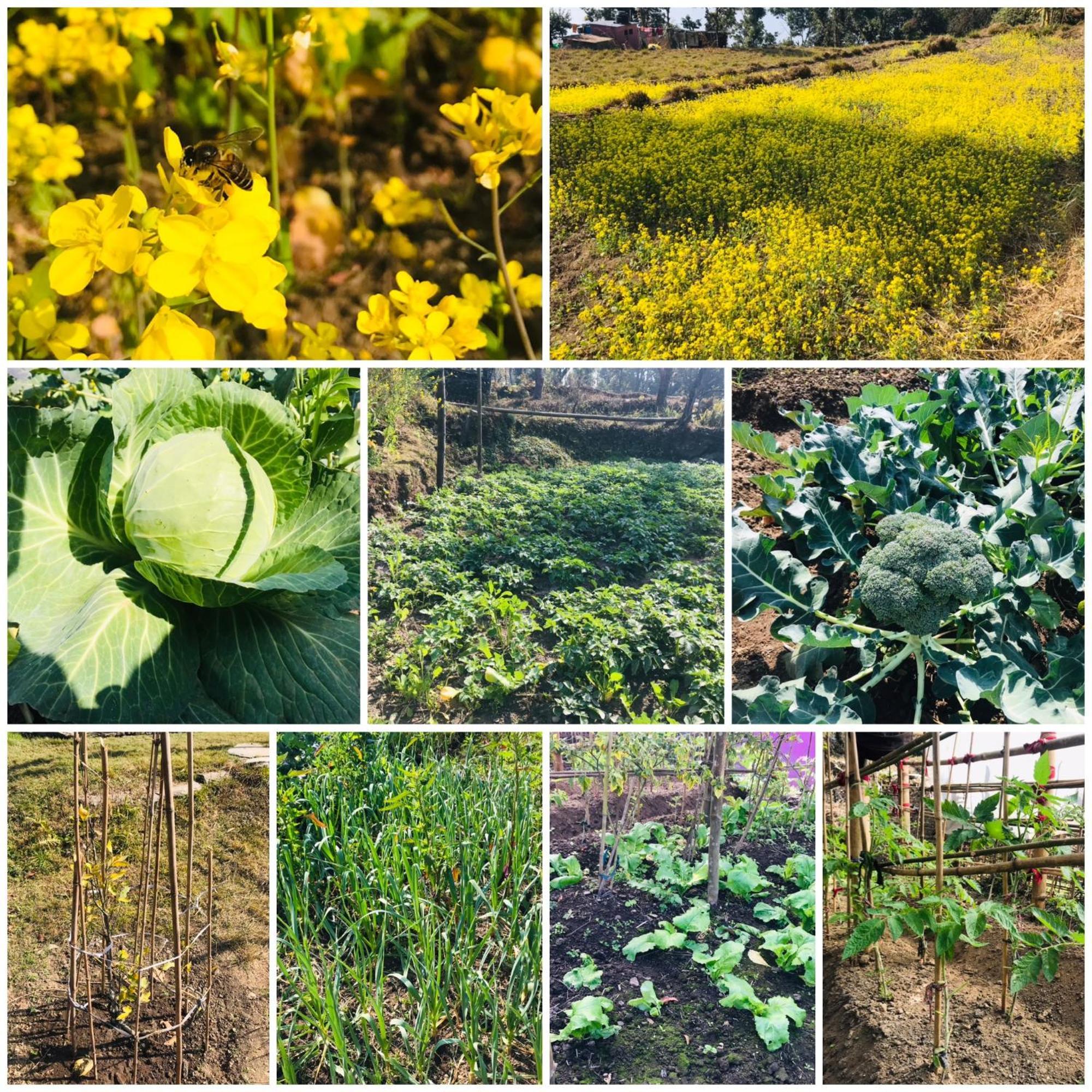 Hom'S Homestay & Farmstay Sarangkot 博卡拉 外观 照片